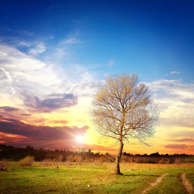 Yeşil tarlada bahar ağacı