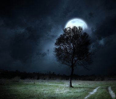 çam ağaçlarının bir gece karşı gösterilen manzara gökyüzü shot