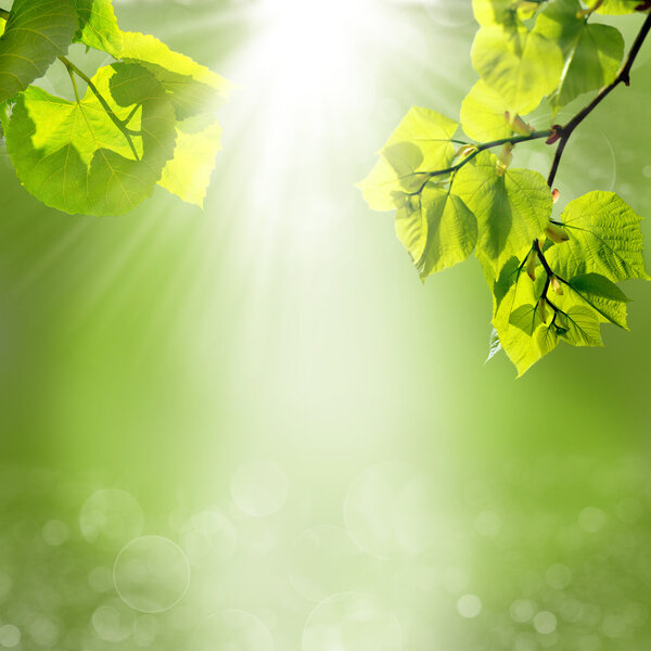 Green nature background at summer