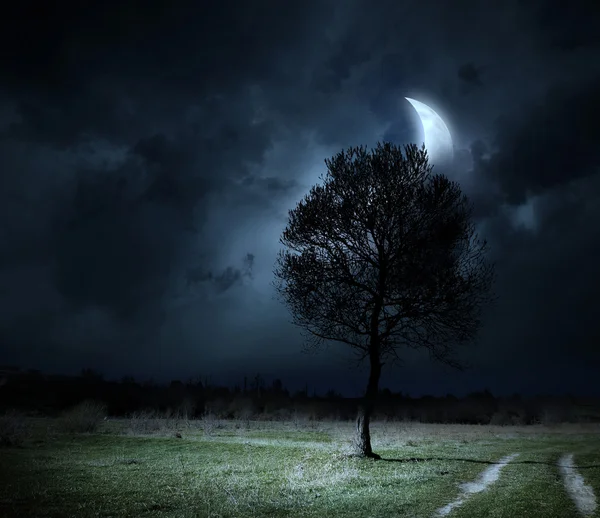 Träd på natten — Stockfoto