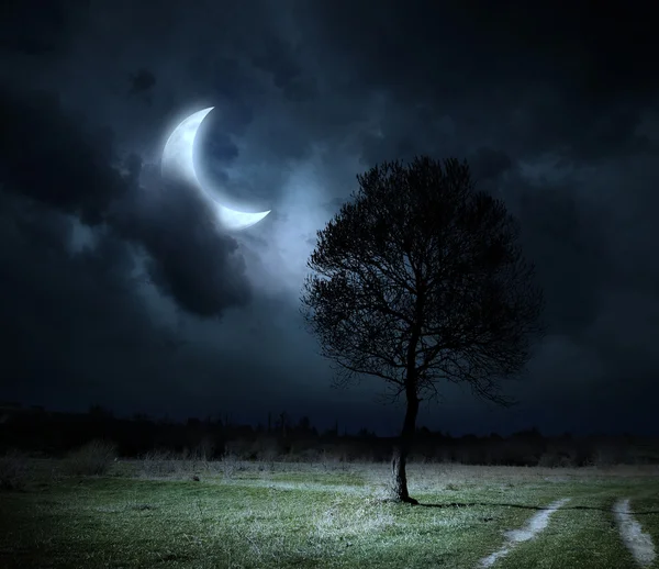 Дерево против ночного неба — стоковое фото