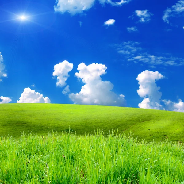 Green grass on the field with sky — Stock Photo, Image