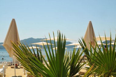 Close-up of green palmetto fronds on a summer beach with beige umbrellas and sea with mountains against a clear blue sky