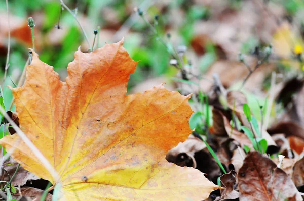 Close Autumn Orange Maple Leaf Ground — Stockfoto