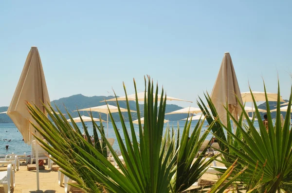 Close Green Palmetto Fronds Summer Beach Beige Umbrellas Sea Mountains — ストック写真