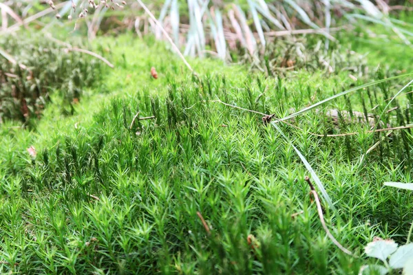 Close Green Common Haircap Moss Mountain Forest — Fotografia de Stock