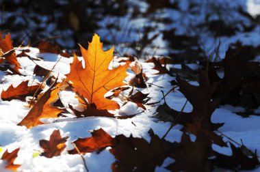 Karla kaplı bir zeminde düşen portakal meşesi yaprakları.