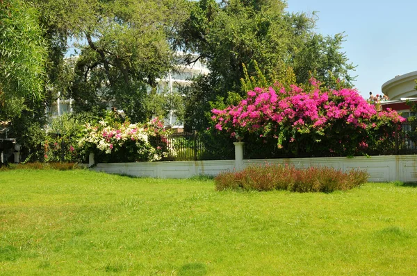 Groene Grasmat Met Bloemen Bomen Een Zomerpark — Stockfoto