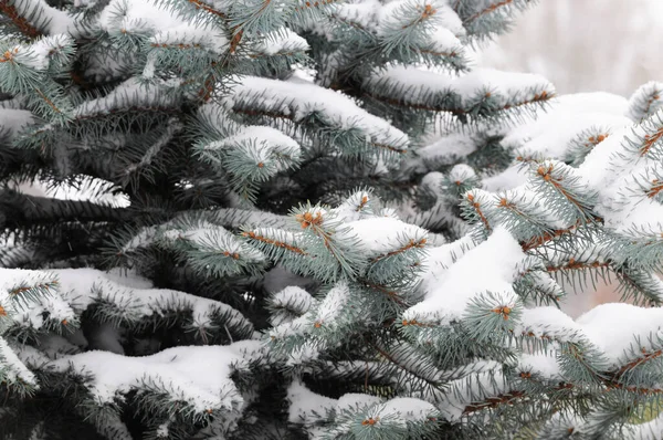 Close Van Sparren Takken Bedekt Met Verse Sneeuw Een Winterpark — Stockfoto