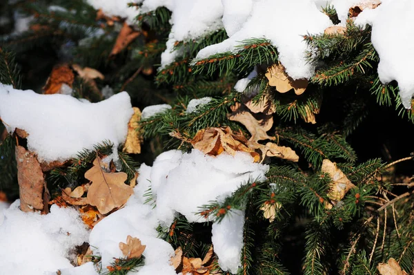 Primer Plano Las Ramas Abeto Cubiertas Nieve Fresca Con Hojas —  Fotos de Stock