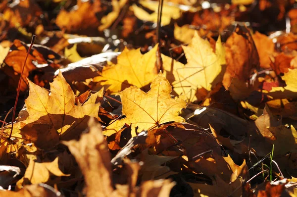 Close Fallen Orange Maple Leaves Forest — Stock Photo, Image