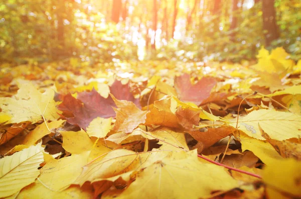 Close Orange Red Fallen Leaves Autumn Forest Bright Sunlight — Stock Photo, Image