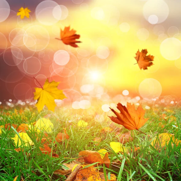 Autumn Park Falling Maple Leaves Green Grass Blurred Background Bright — Stock Photo, Image