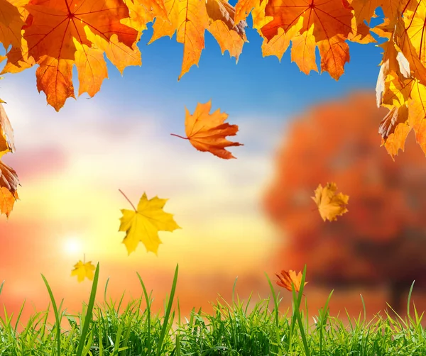緑の芝生で落ちるオレンジ色のカエデの葉と明るい夕日と夜空を背景に秋の公園とぼやけた背景 — ストック写真