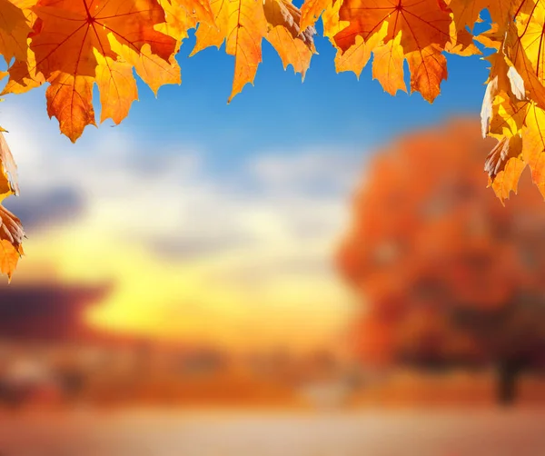 オレンジ色のカエデの葉と日没と夜空を背景に秋の公園とぼやけた背景 ロイヤリティフリーのストック写真