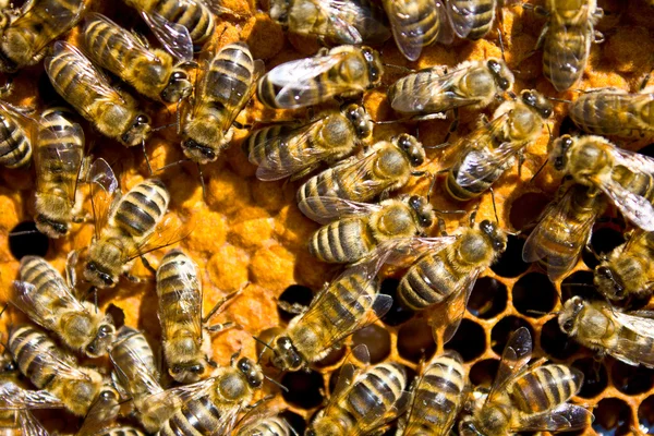 Bees — Stock Photo, Image