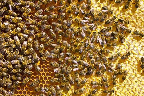 Many bees on honeycomb — Stock Photo, Image