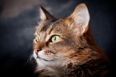 Somali kedi yakın çekim