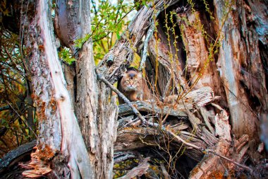 Somali kedi avcılık