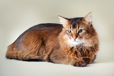 Somali kedi