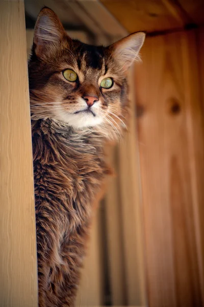 Brunátný somali kočka sezení v okně — Stock fotografie