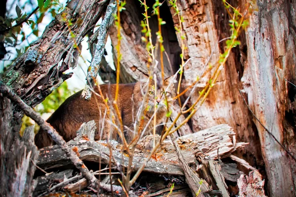 Somali cat hunting — Stock Photo, Image