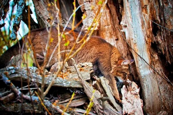 Somali cat hunting — Stock Photo, Image