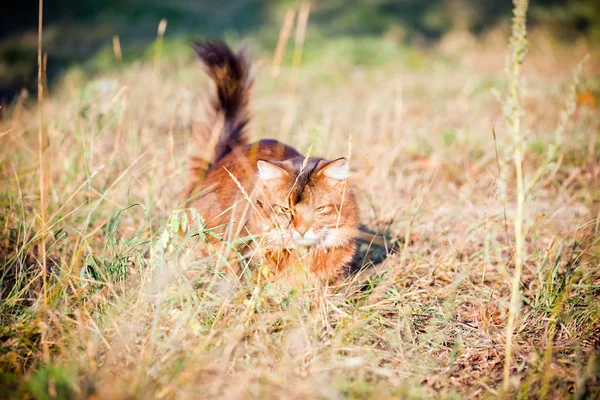 Somali im Frühling — Stockfoto