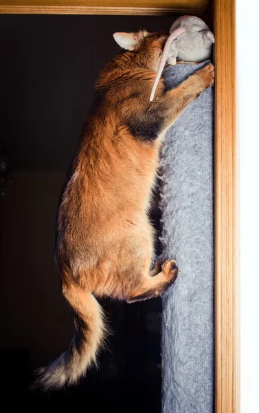 Caça de gato somali em rato de pelúcia — Fotografia de Stock