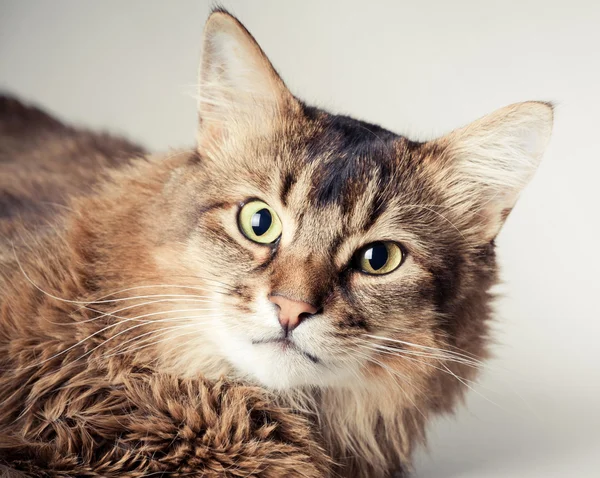 Gato somalí — Foto de Stock