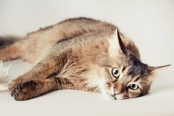 Gato somalí — Foto de Stock