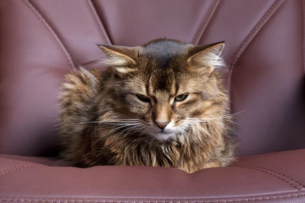 Gato somalí — Foto de Stock