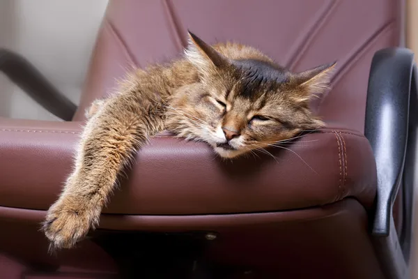 Somali gato dormindo — Fotografia de Stock