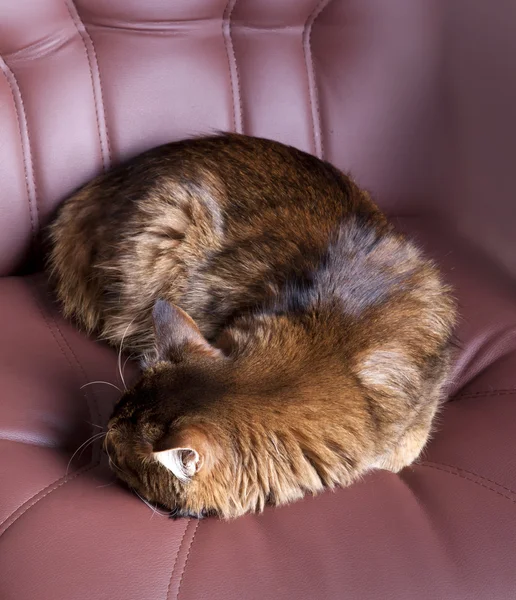 Somalí gato durmiendo — Foto de Stock