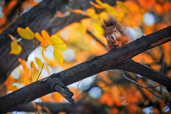 Squirrel on branch