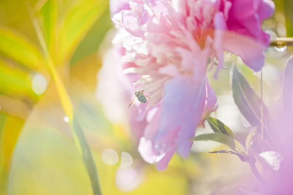 Peônia rosa — Fotografia de Stock