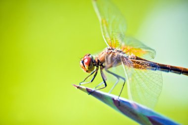 Bir yusufçuğun makrosu
