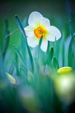 güzel beyaz sarı nergis