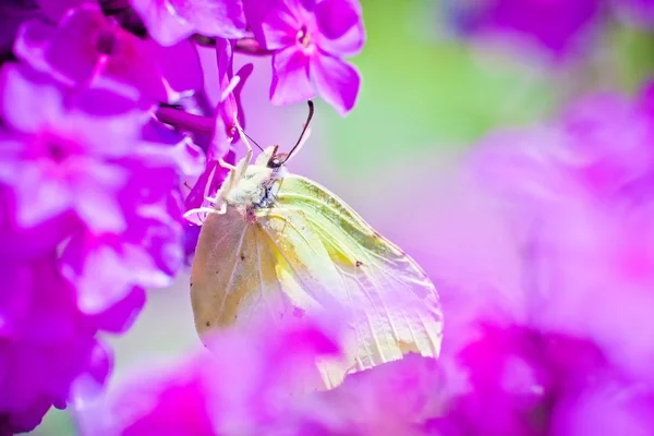 Pieridae mariposa sorbiendo néctar de rosa Phlox — Foto de Stock