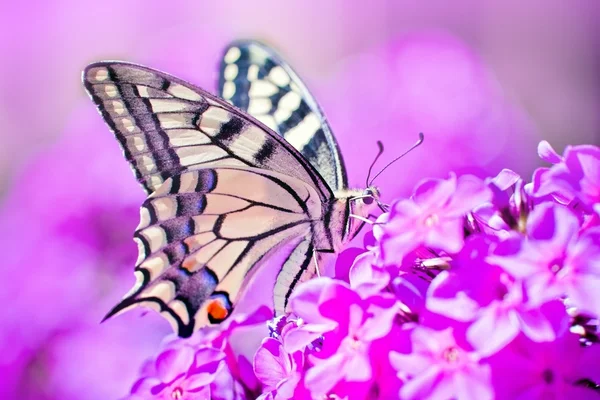 ピンクのキョウチクトウから蜜をすすりながらシロチョウ科の蝶 — ストック写真