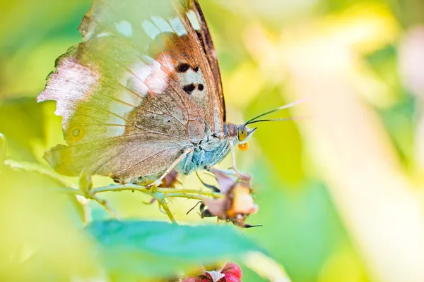 Witjes vlinder — Stockfoto