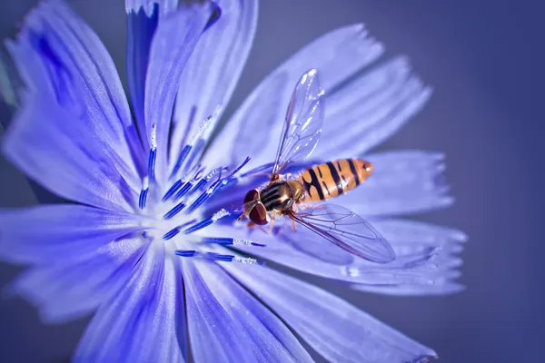 Bee sarat dengan serbuk sari pada bunga chicory — Stok Foto