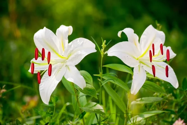 Lírio branco flor closeup — Fotografia de Stock