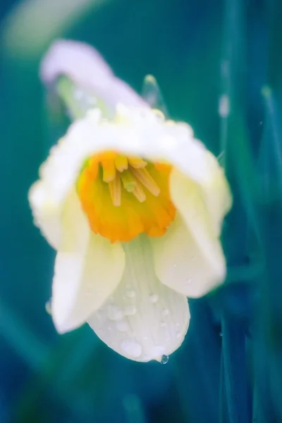 Krásný bílý Narcis žlutý — Stock fotografie