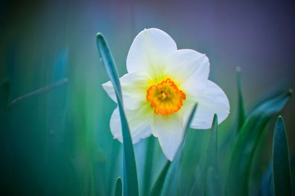 Daffodil amarelo branco bonito — Fotografia de Stock