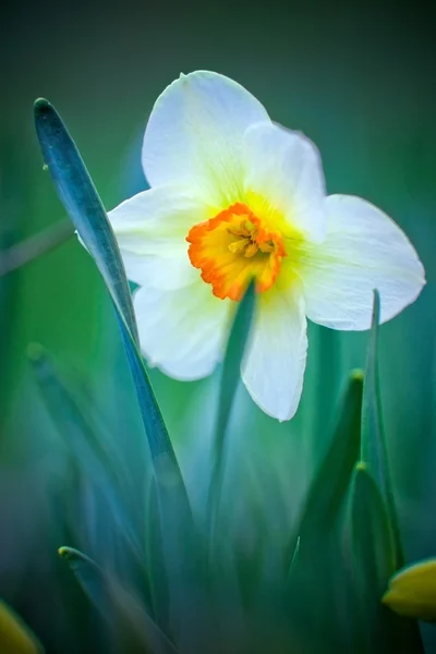 Daffodil amarelo branco bonito — Fotografia de Stock