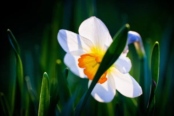 Vértes nárcisz, nárcisz muskátli, tavaszi zöld háttérrel — Stock Fotó
