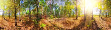 Yaz orman panorama