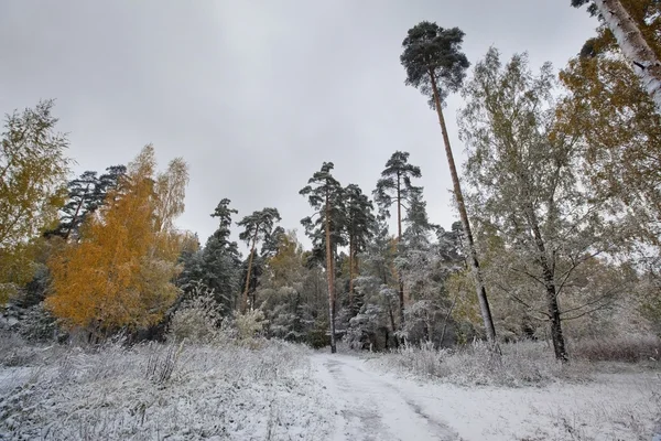 Der erste Schnee — Stockfoto