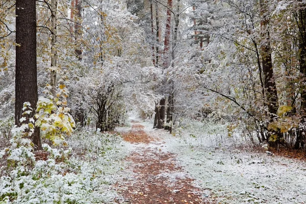 Pierwszy śnieg — Zdjęcie stockowe